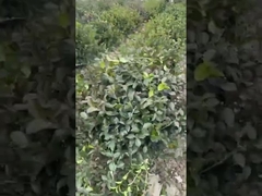 41cm Double Blade Grass Electric Hedge Trimmer With SK5 More Wear - Resistant